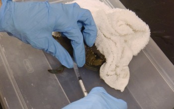 researcher taking blood from the base of a walking leg of a blue crab using a syringe